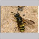 Cerceris quadricincta - Knotenwespe w03 11mm.jpg